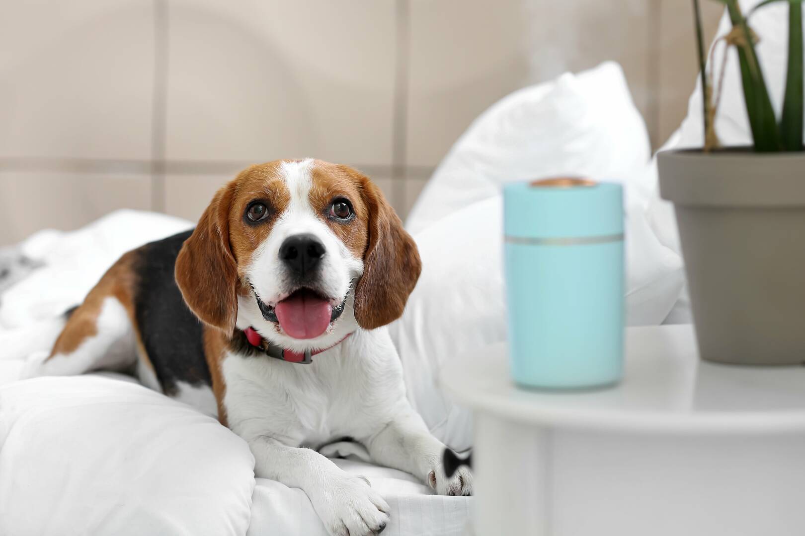 1st Pet Veterinary Centers