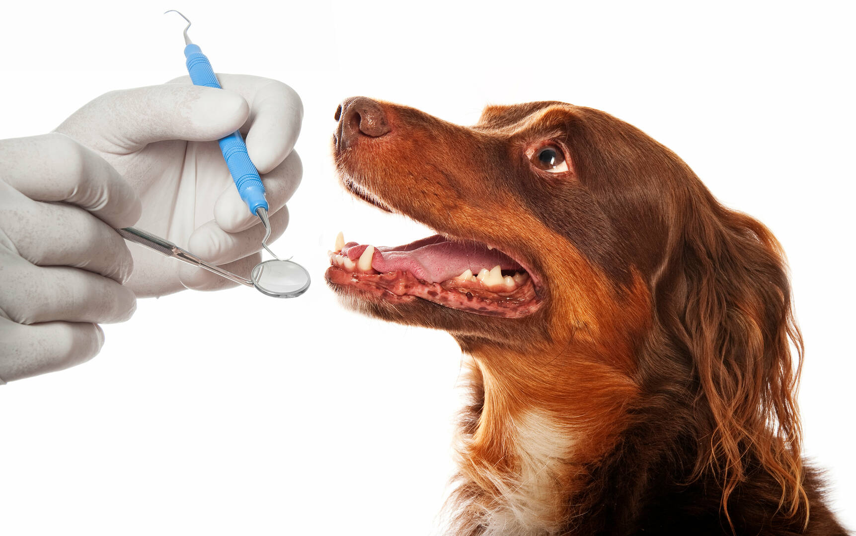 West Charleston Animal Hospital