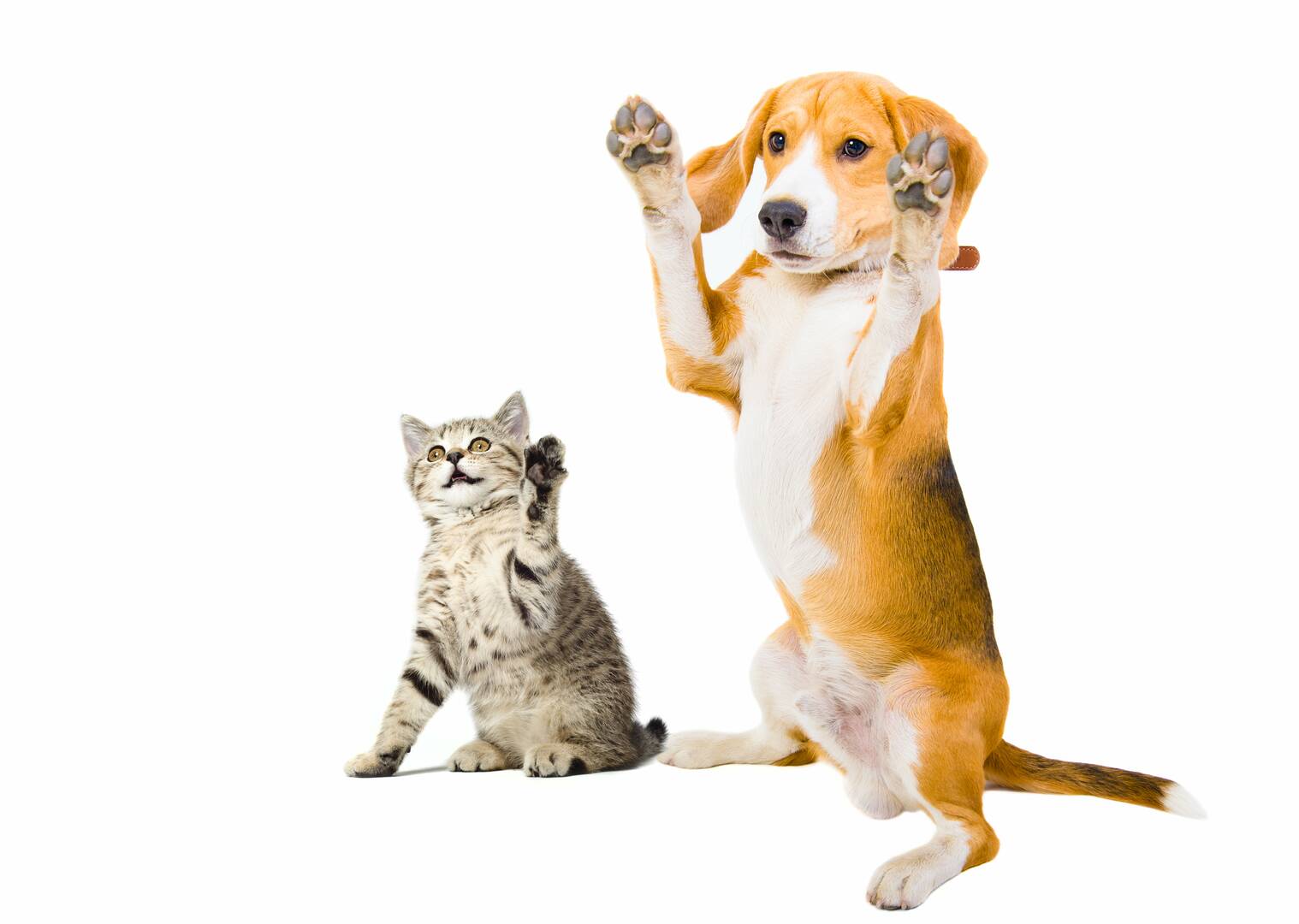 Angel Pet Hospital