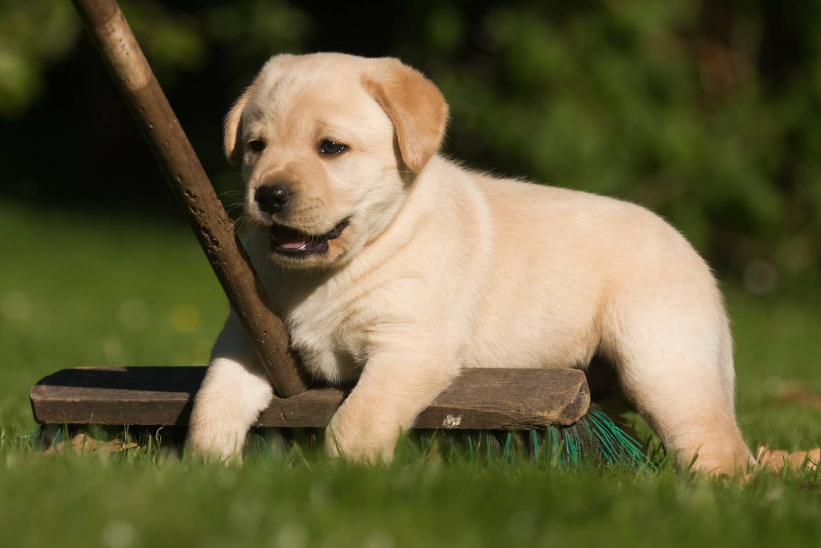 Pooch Perks
